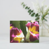 Carte Postale primevères (Debout devant)