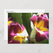 Carte Postale primevères (Devant / Derrière)