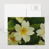 Carte postale Primevères (Devant / Derrière)