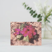 Carte Postale Primrose (Debout devant)