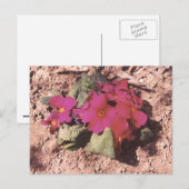 Carte Postale Primrose (Devant / Derrière)
