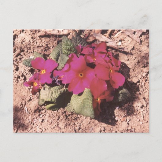 Carte Postale Primrose (Devant)