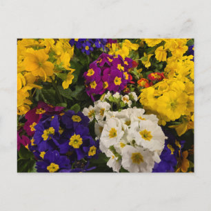 Carte Postale Primrose