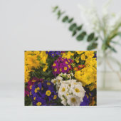 Carte Postale Primrose (Debout devant)