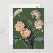Carte Postale Primrose (Devant / Derrière)