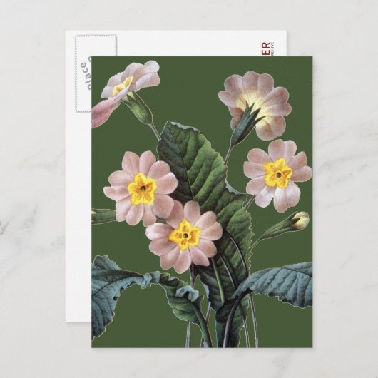 Carte Postale Primrose (Devant / Derrière)