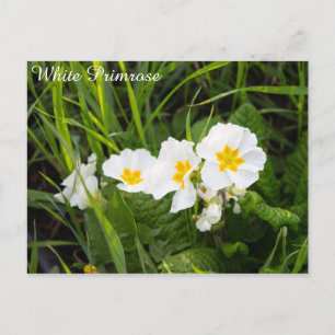 Carte Postale Primrose blanche