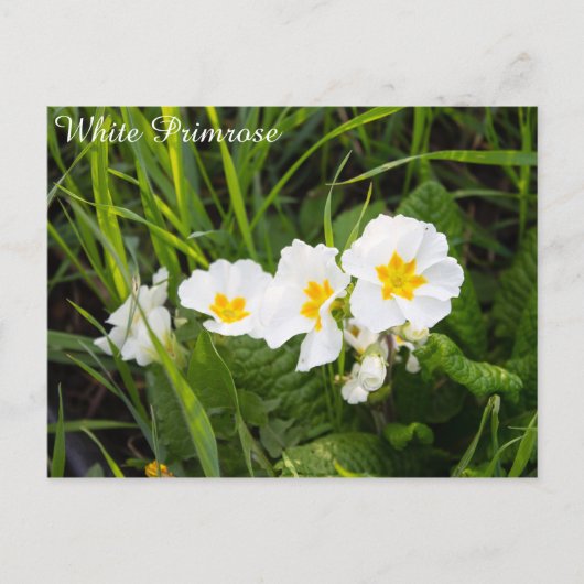 Carte Postale Primrose blanche (Devant)