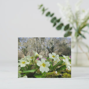 Carte Postale Primrose (Primula vulgaris)