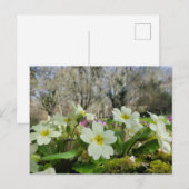 Carte Postale Primrose (Primula vulgaris) (Devant / Derrière)