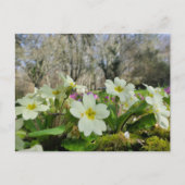 Carte Postale Primrose (Primula vulgaris) (Devant)