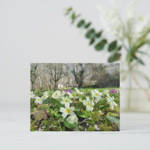 Carte Postale Primrose (Primula vulgaris)