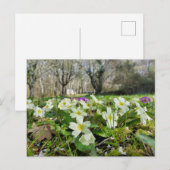 Carte Postale Primrose (Primula vulgaris) (Devant / Derrière)