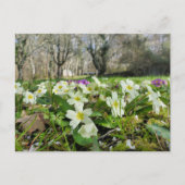 Carte Postale Primrose (Primula vulgaris) (Devant)