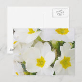 Carte postale Primroses blanches (Devant / Derrière)