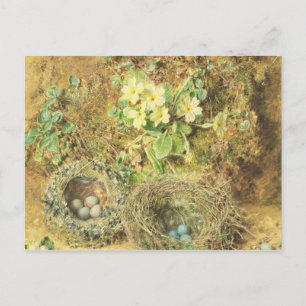 Carte Postale Primroses et nids d'oiseaux