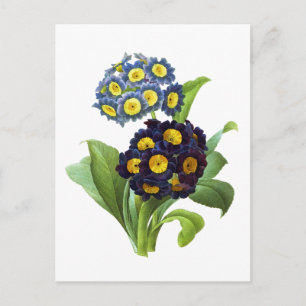 Carte Postale Primula Auriculum - Cowslip - Pierre Joseph Redout