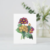 Carte Postale Primula Auriculum - Cowslip - Pierre Joseph Redout (Debout devant)