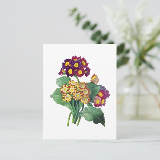 Carte Postale Primula Auriculum - Cowslip - Pierre Joseph Redout (Debout devant)