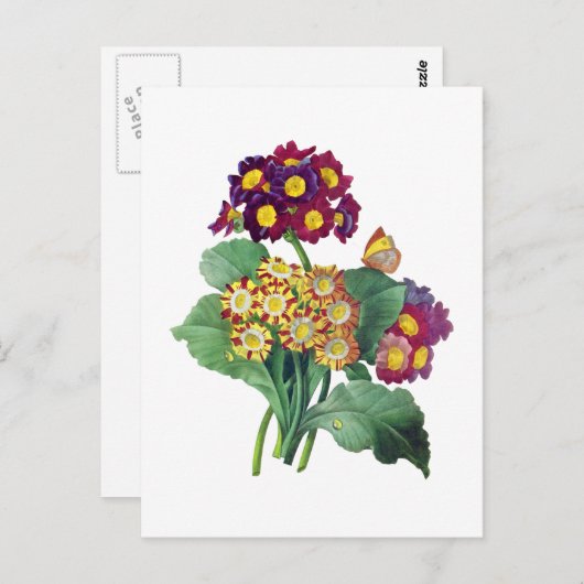 Carte Postale Primula Auriculum - Cowslip - Pierre Joseph Redout (Devant / Derrière)