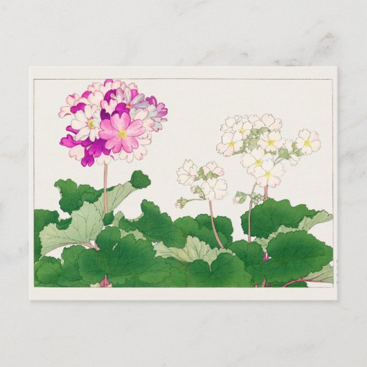 Carte Postale Primula par Tanigami Konan (Devant)
