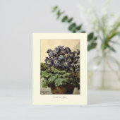 Carte Postale Primules bleues de Suttons (Debout devant)