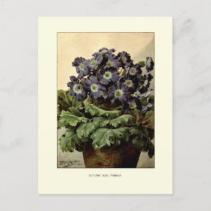 Carte Postale Primules bleues de Suttons