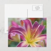 Carte Postale Prince de pourpre - Daylily (Devant / Derrière)