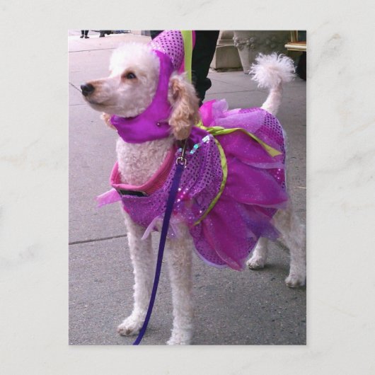 Carte Postale Princesse Puppy (Devant)