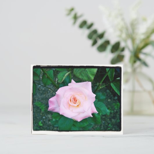 Carte Postale Princesse Rose (Debout devant)