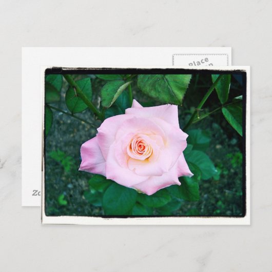 Carte Postale Princesse Rose (Devant / Derrière)
