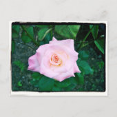 Carte Postale Princesse Rose (Devant)