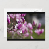 Carte Postale Princeton Purple Tree Flower (Devant / Derrière)