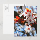 Carte Postale Printemps (Devant / Derrière)