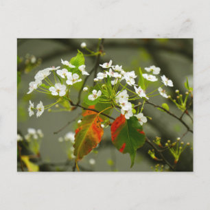 Carte Postale Printemps