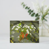Carte Postale Printemps (Debout devant)