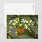 Carte Postale Printemps (Devant / Derrière)