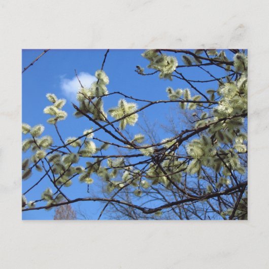 Carte Postale Printemps (Devant)