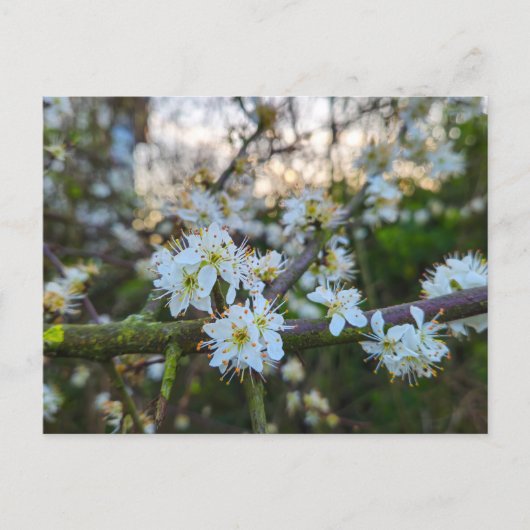 Carte Postale Printemps (Devant)