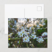 Carte Postale Printemps (Devant / Derrière)