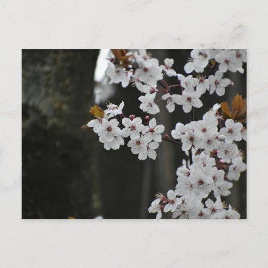 Carte Postale Printemps (Devant)
