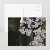Carte Postale Printemps (Devant / Derrière)