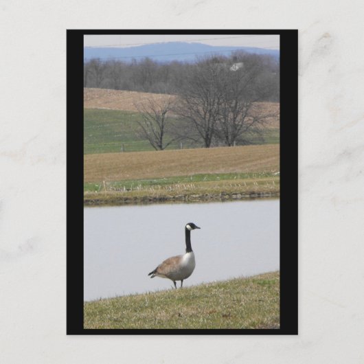 Carte Postale ~ Printemps 65 ~ (Devant)