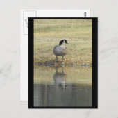 Carte Postale ~ Printemps 71 ~ (Devant / Derrière)