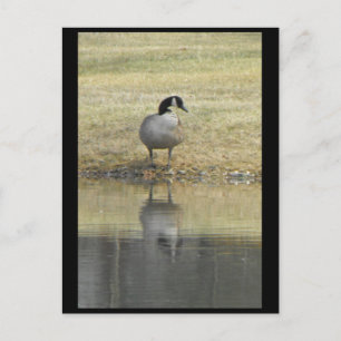 Carte Postale ~ Printemps 71 ~