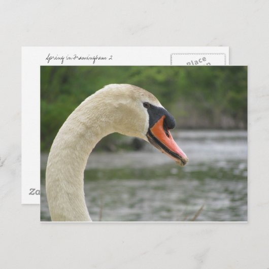 Carte Postale Printemps à Framingham 2 (Devant / Derrière)