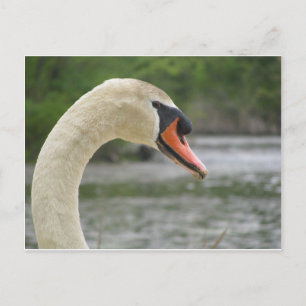 Carte Postale Printemps à Framingham 2