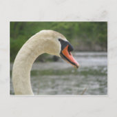 Carte Postale Printemps à Framingham 2 (Devant)