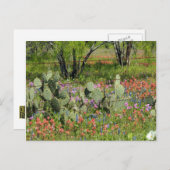 Carte Postale Printemps au Texas (Devant / Derrière)