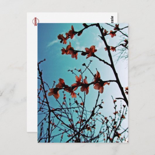 Carte postale Printemps Ciel (Devant / Derrière)